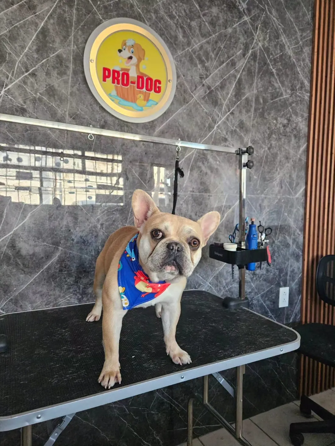 Bulldog francés con paliacate azul sobre la mesa de estética de Pro-Dog