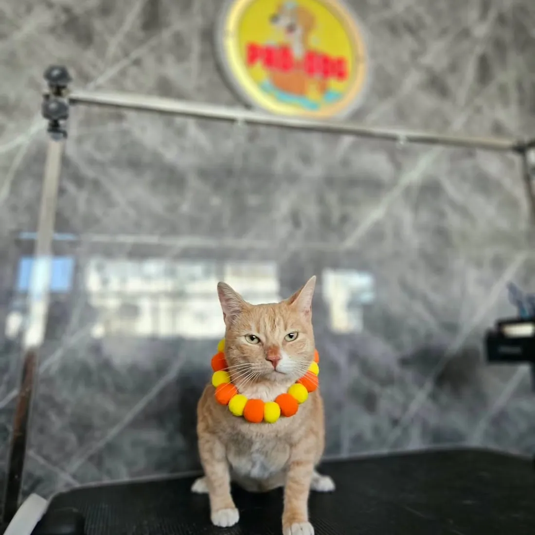 Gato naranja con collar de pompones naranjas y amarillos