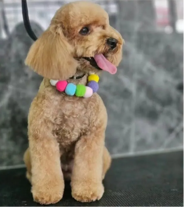 Poodle color miel sacando la lengua, con collar de colores