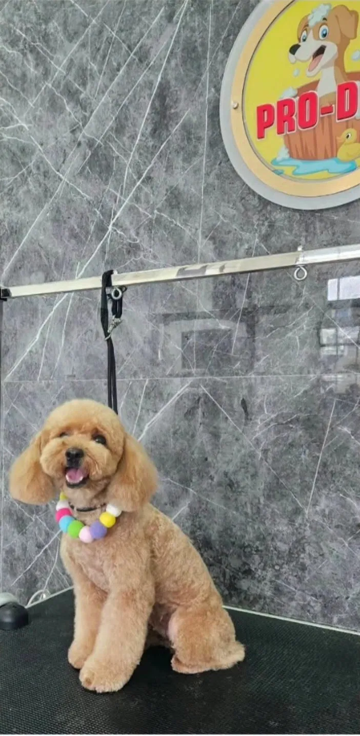 Poodle color miel con corte tipo osito, sentado en la mesa