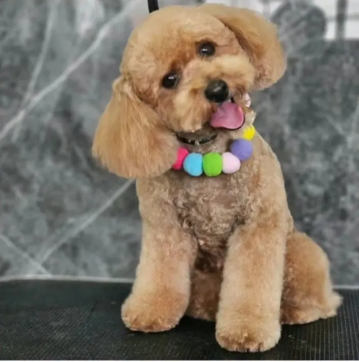 Poodle ladeando la cabeza con la lengua de fuera