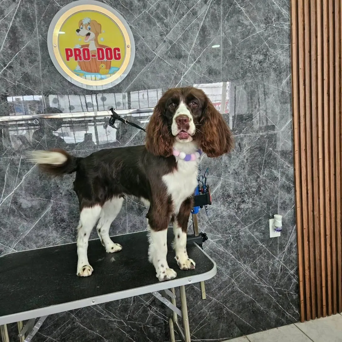 Springer spaniel café y blanco recién arreglado, con collar de pompones